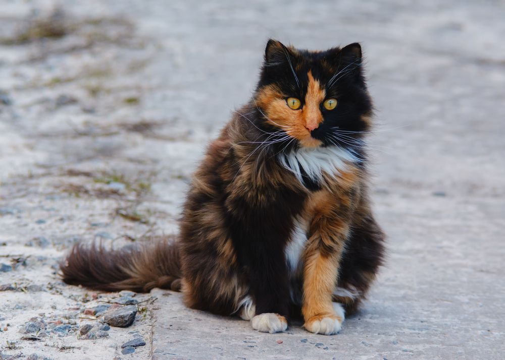 Photograph by Сергей Дишук