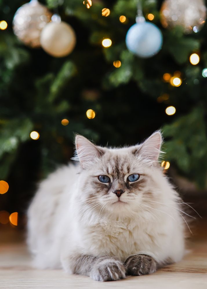 Photograph by Екатерина Дубровская