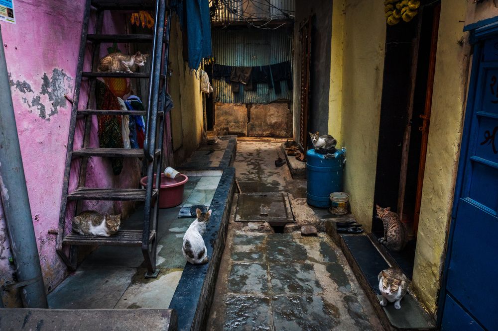Cats of mumbai