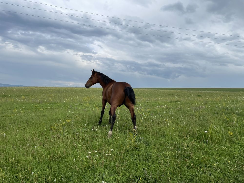 Свобода на просторе