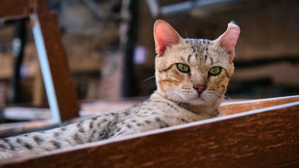 Photograph by Manjri Saxena