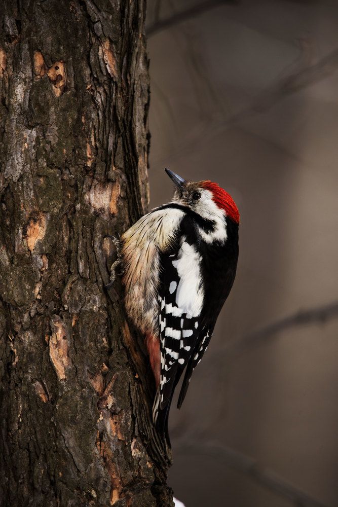 Лесной модник