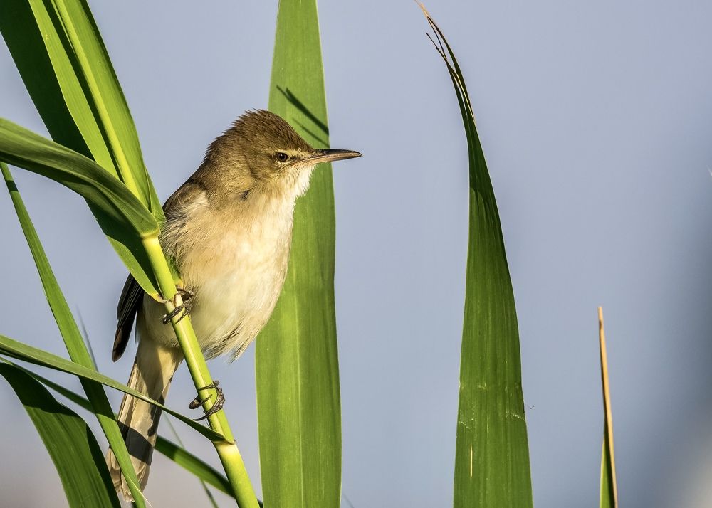 Photograph by KARTHI THANGAIAH