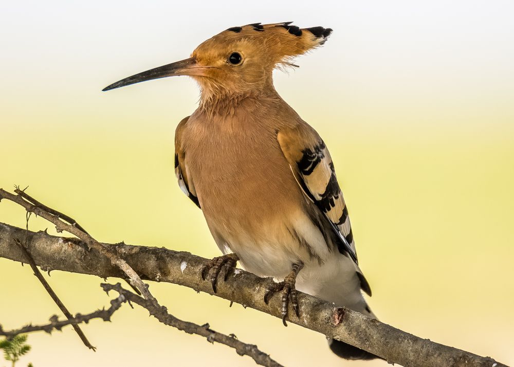 Photograph by KARTHI THANGAIAH