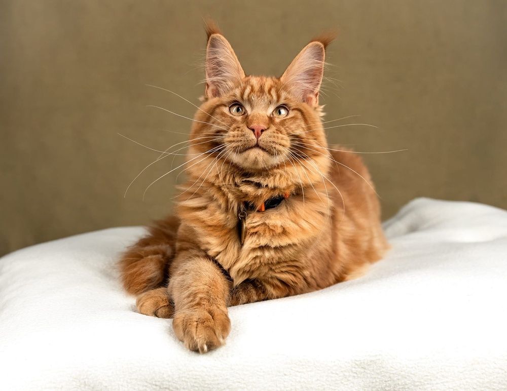 Фотография автора Евгения Глинская