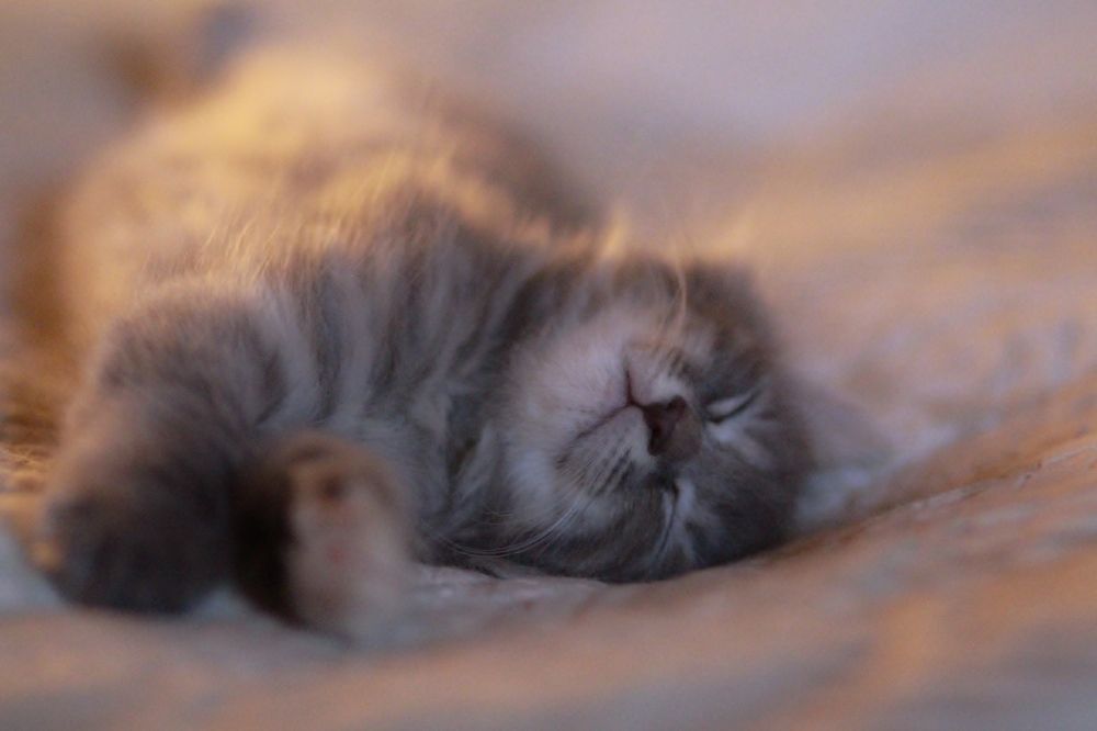 Photograph by Elena Makarova