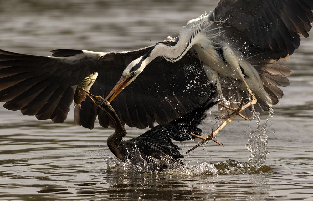 Photograph by kapil kolte