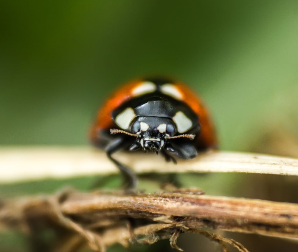 Photograph by Эмиль Саитов