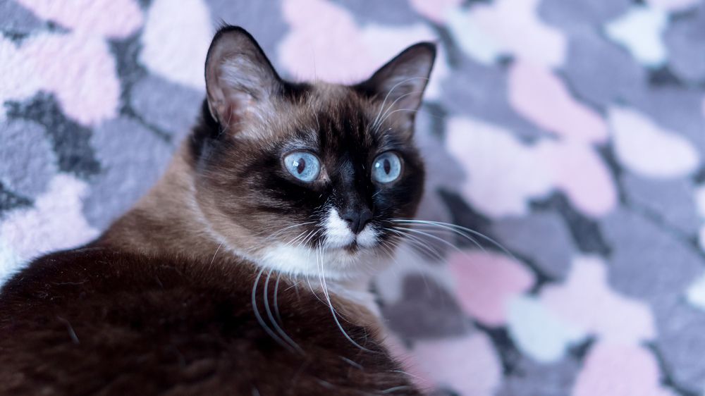 Фотография автора Алексей Клоков