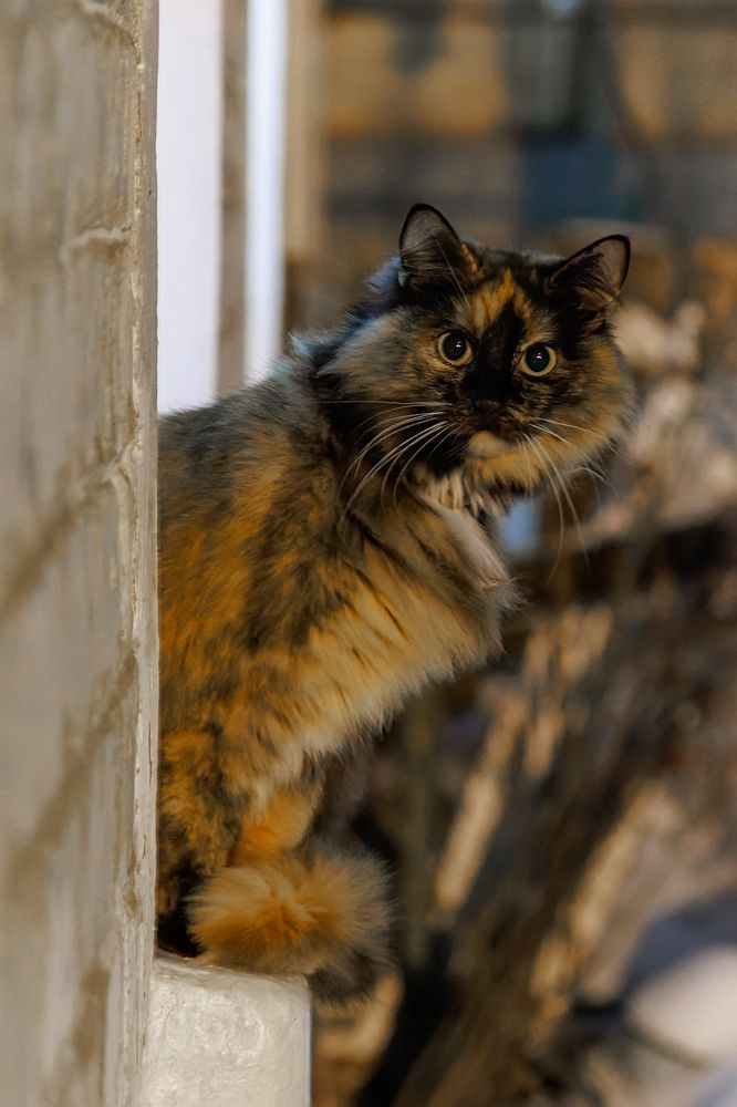 Любопытная