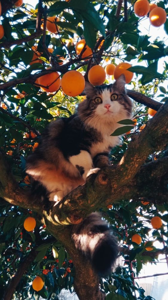 Фотография автора Ирина Кокшарова