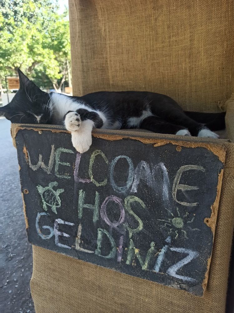 Фотография автора Ирина Кокшарова