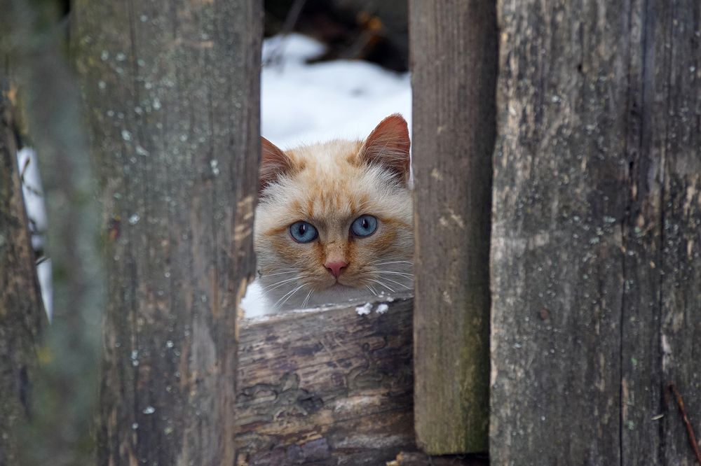 Photograph by Михаил Рассказ