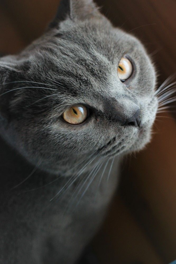 Фотография автора Светлана Овчинникова(Терехова)