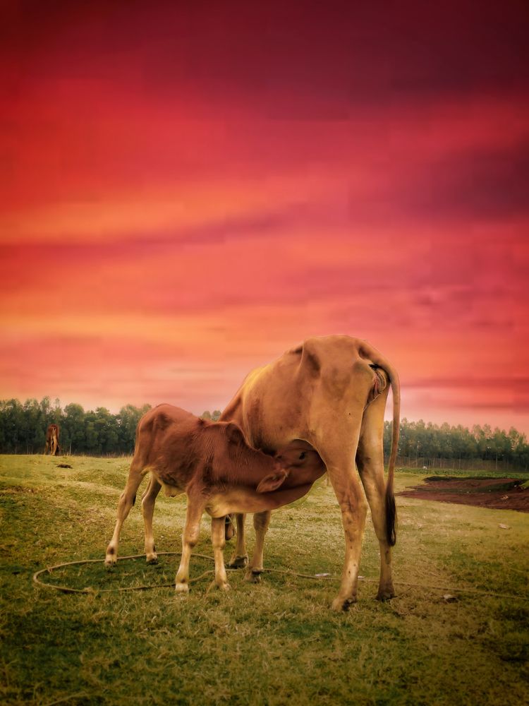 Photograph by Anik Roy (Orgho)