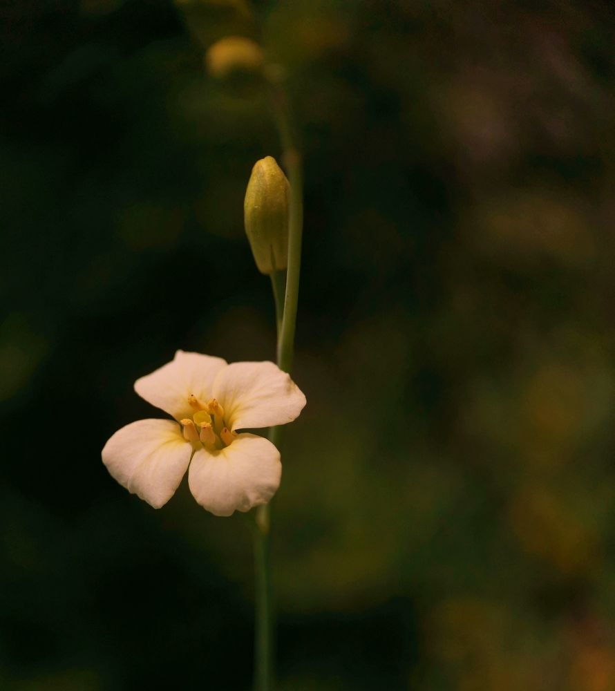 Photograph by Shahid Siyal