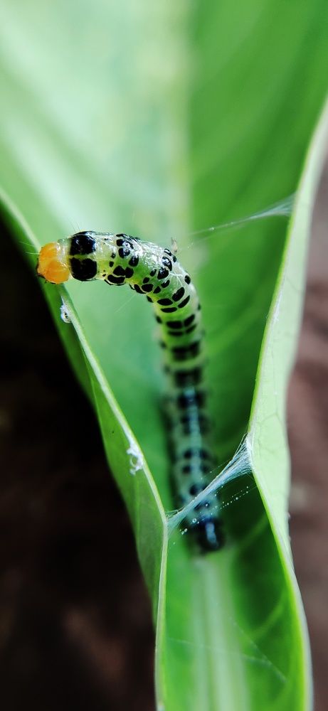 Photograph by Jishnu S