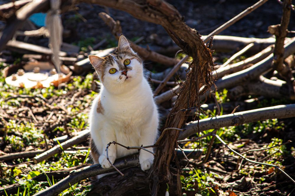 Photograph by Анатолий Мигов