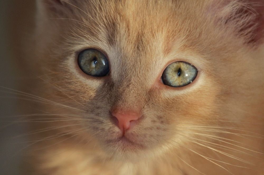 Photograph by Marina Gritchina