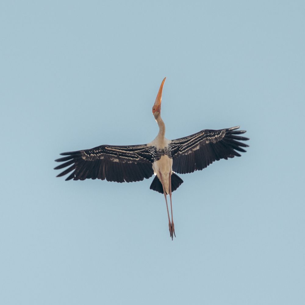 Painted Stork