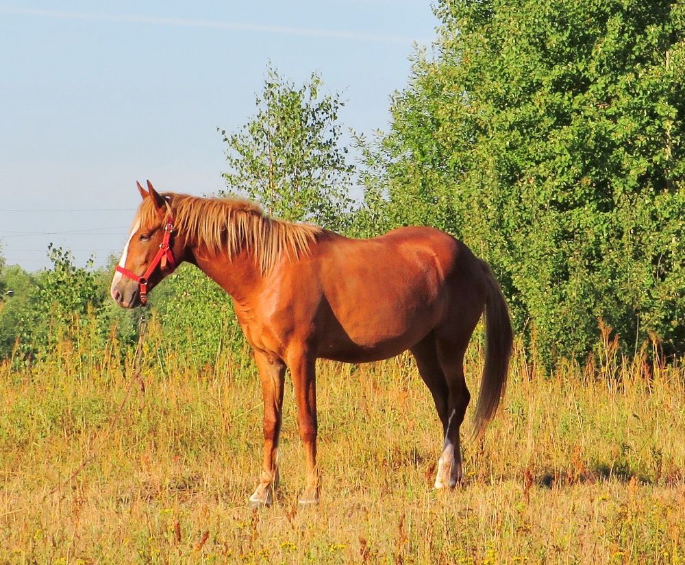 Лошадка в поле