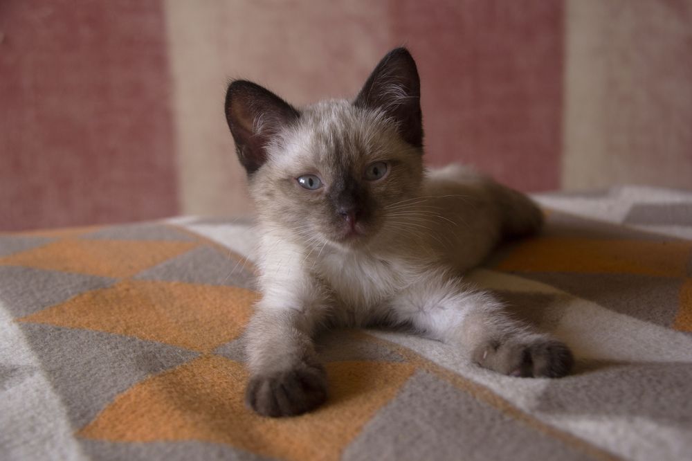 Котёнок в полосатом узоре