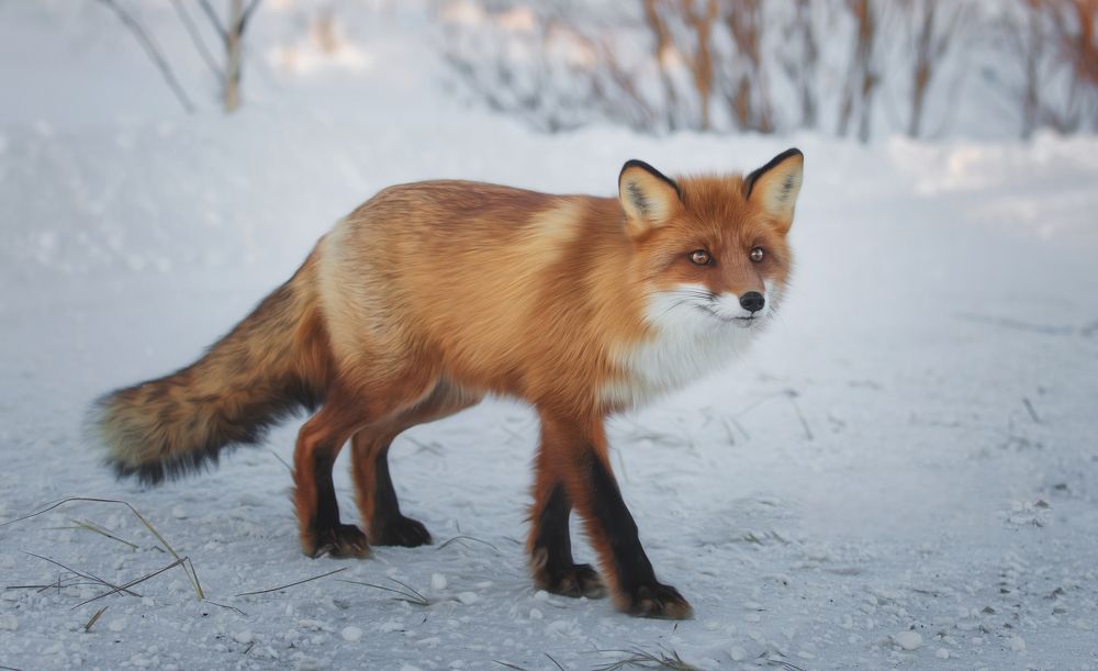 Photograph by Наталья Бондарева