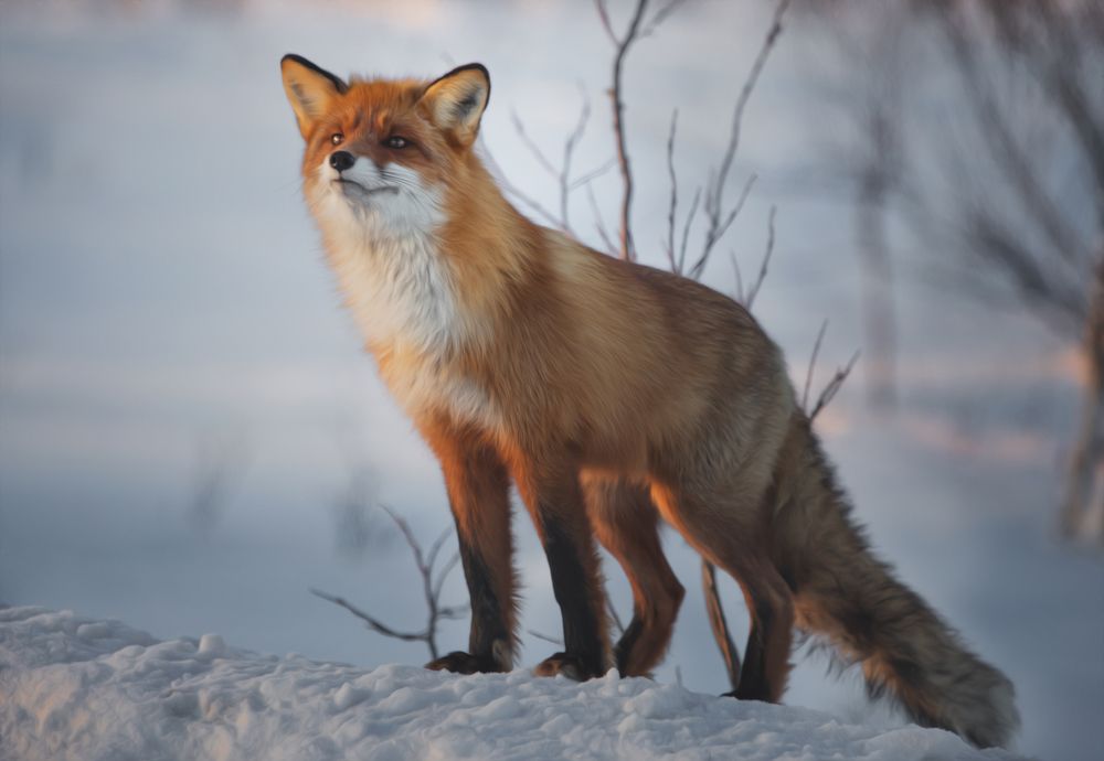 Photograph by Наталья Бондарева