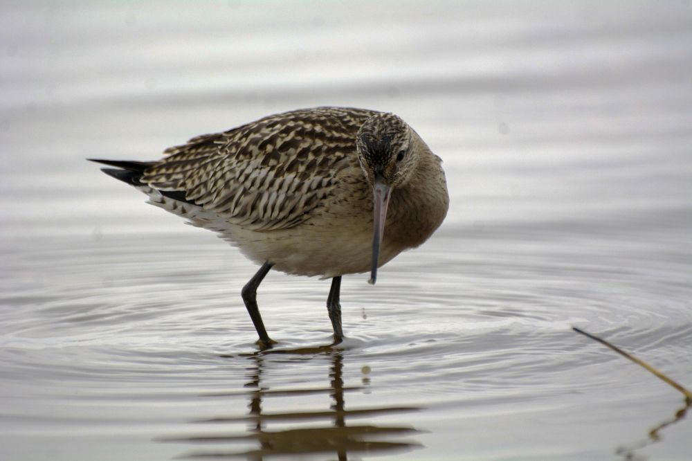 Малый веретейник