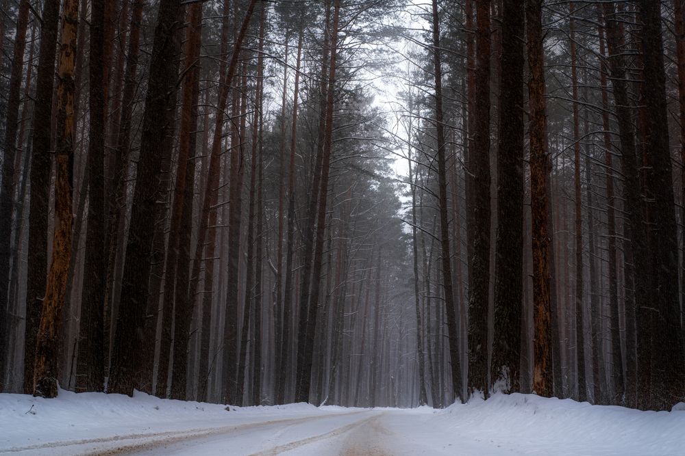 Photograph by наталья залогина