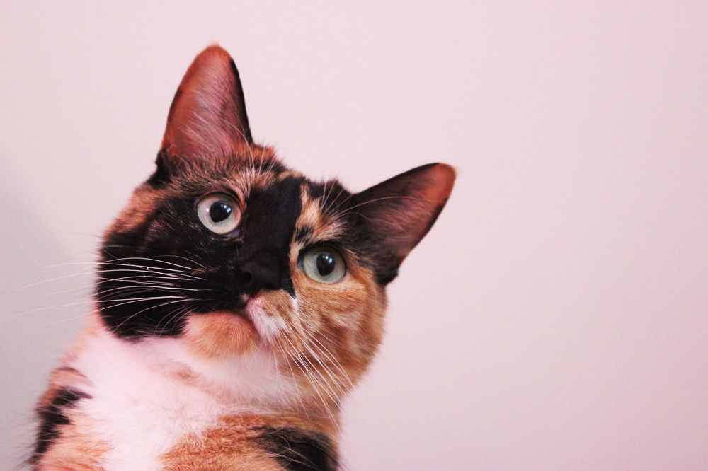 Photograph by Anastasia Kodatenko