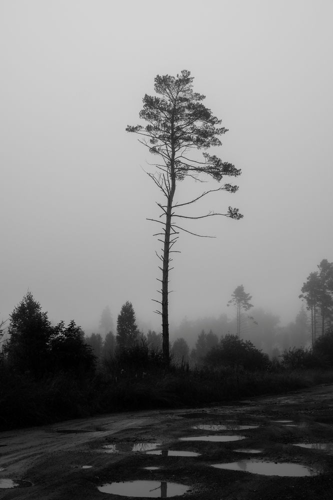 Туманное утро