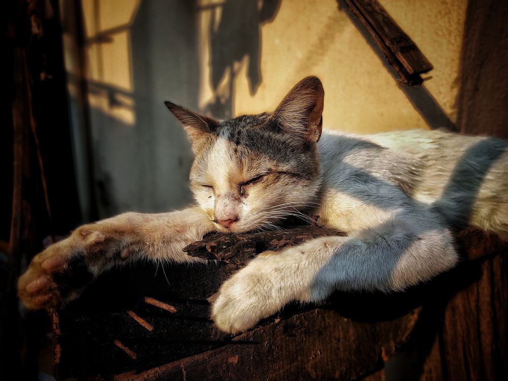 Photograph by Debjit Maity