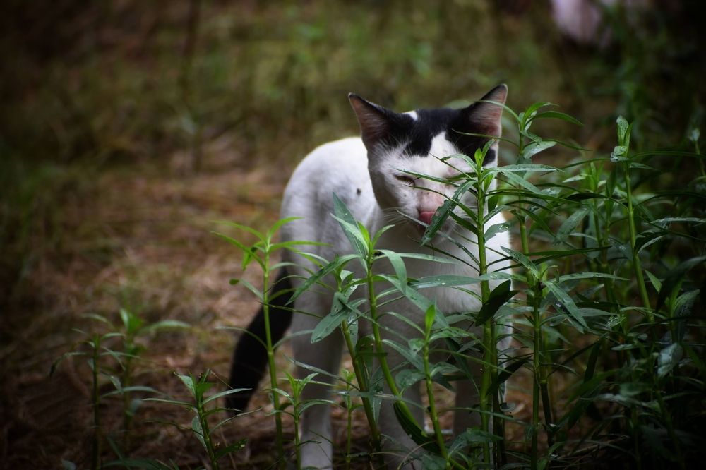 Photograph by Debjit Maity