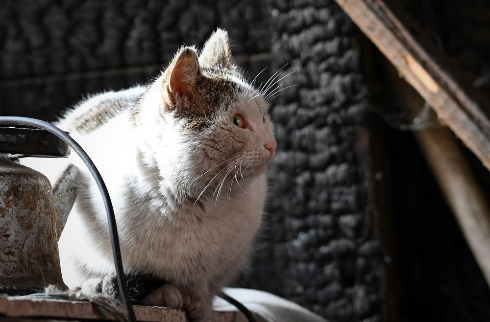 Photograph by Александр Перегудов