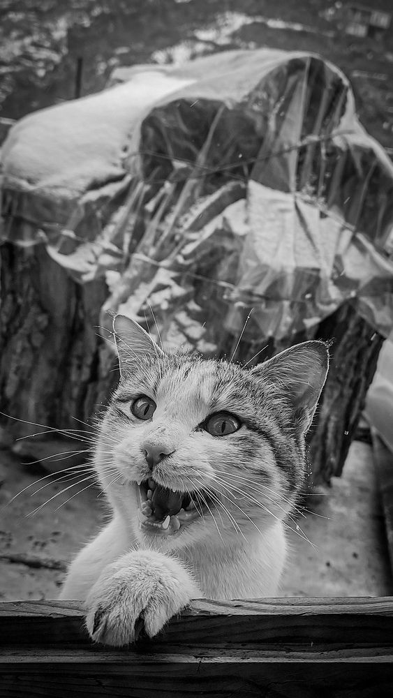 Photograph by Ehsan Fathi