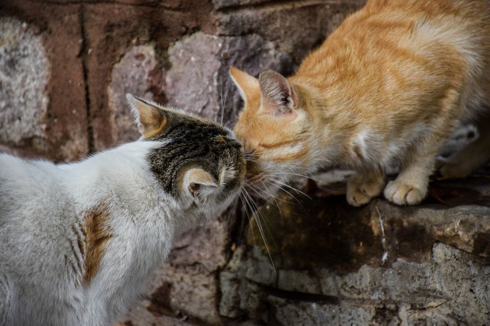 Photograph by Ehsan Fathi