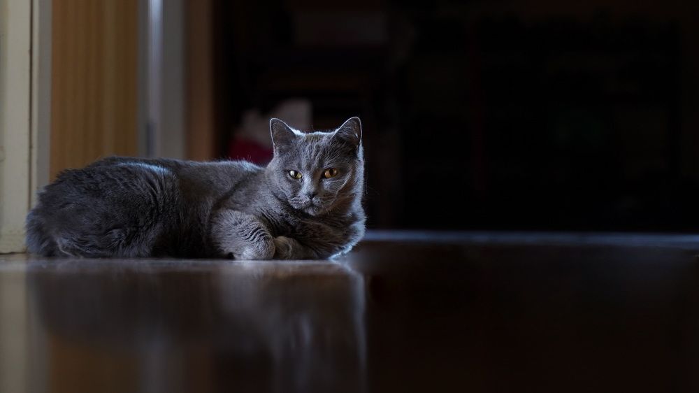 Фотография автора Анатолий Дауров