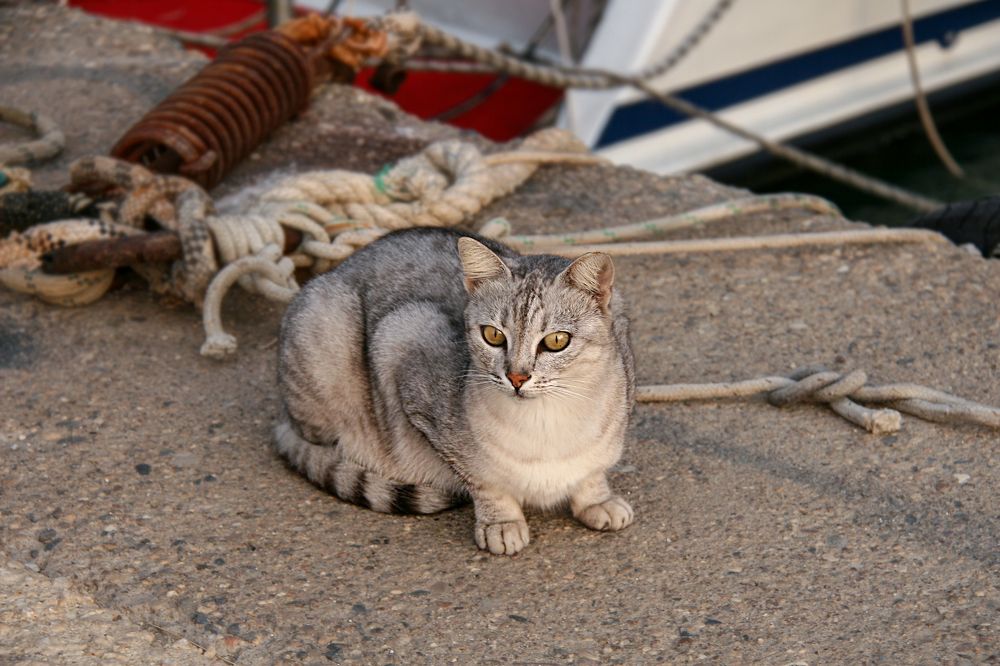 Photograph by Perfilova