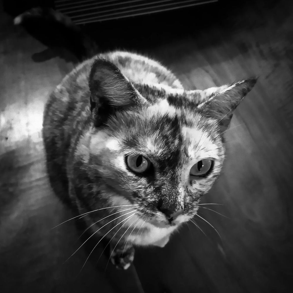 Photograph by Álvaro Bertoni Sanguinetti