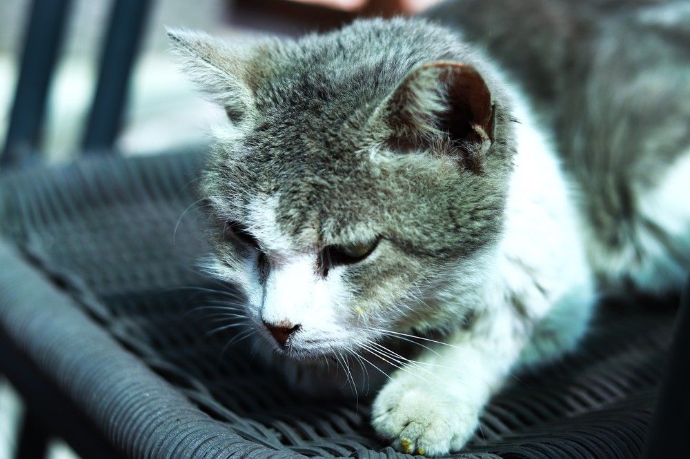 Photograph by Merav Zuberman Perkal