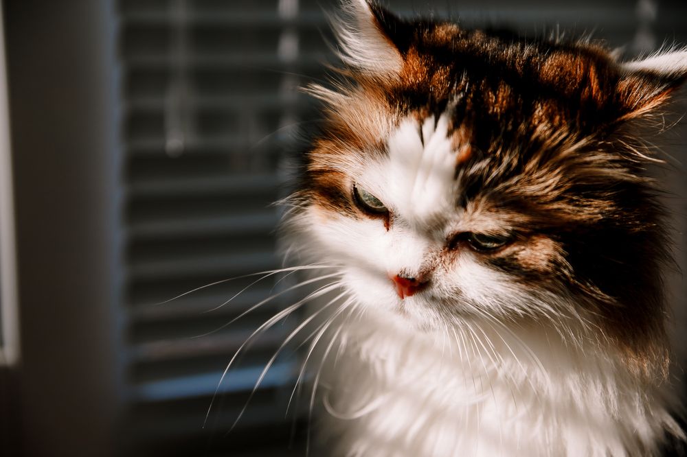 Photograph by Анастасия Сауль