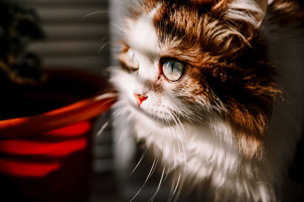 Photograph by Анастасия Сауль