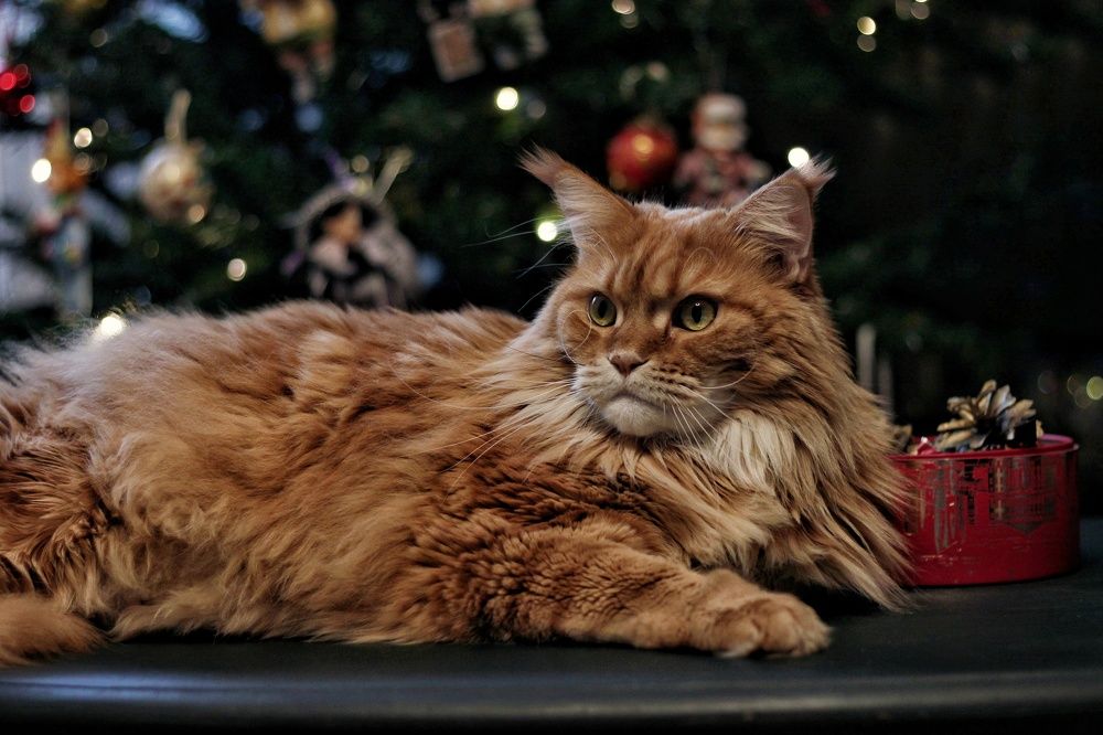 Photograph by Angelica Medvedeva