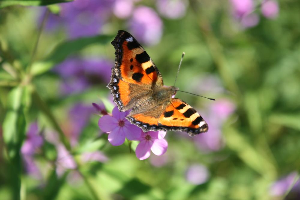 Photograph by Ирина Вассерлауф