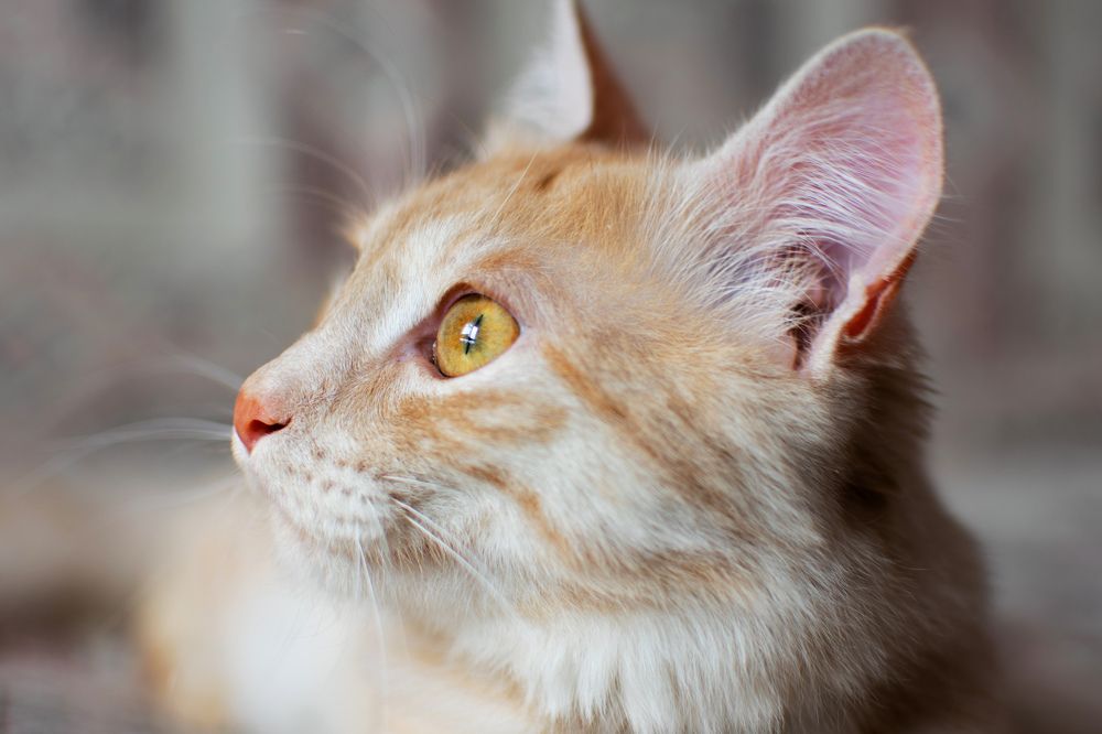 Photograph by Ksenia Volokitina