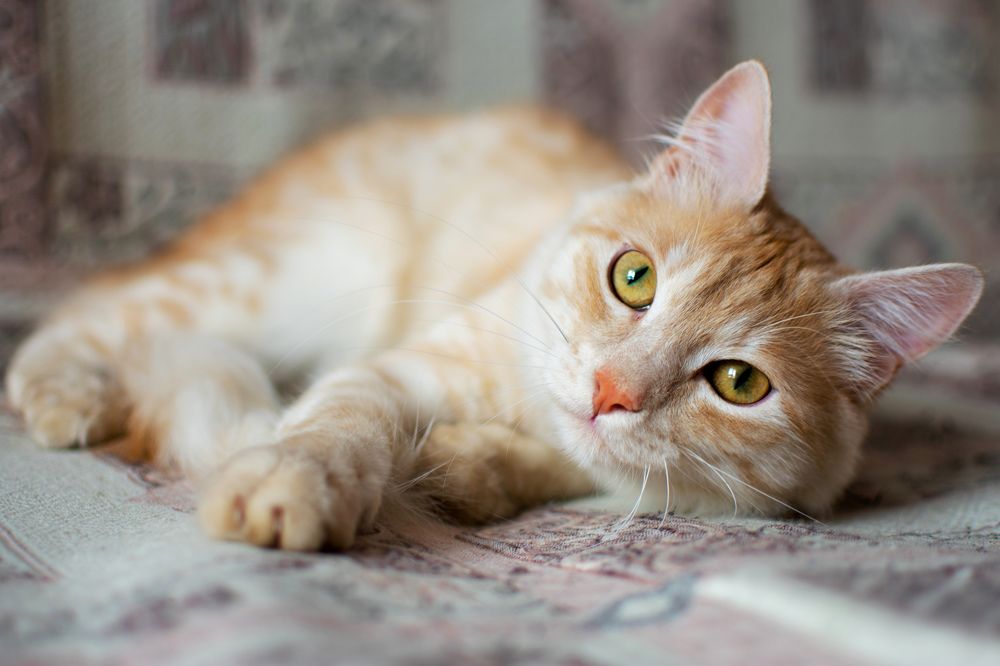 Photograph by Ksenia Volokitina