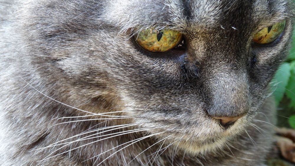 Universe in the eyes