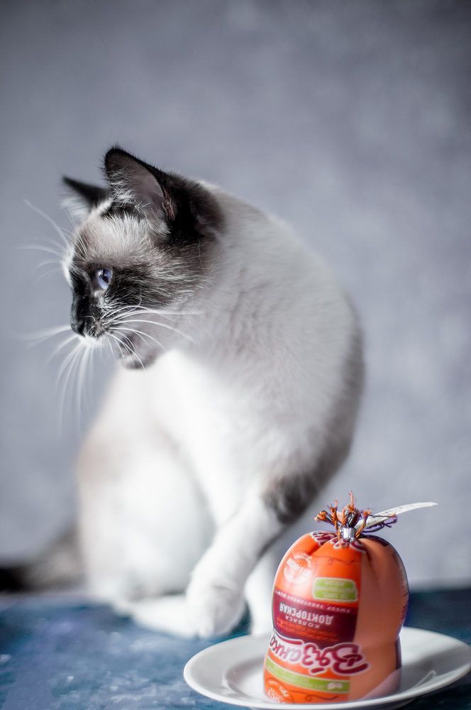 Фотография автора Николай Нестеренко