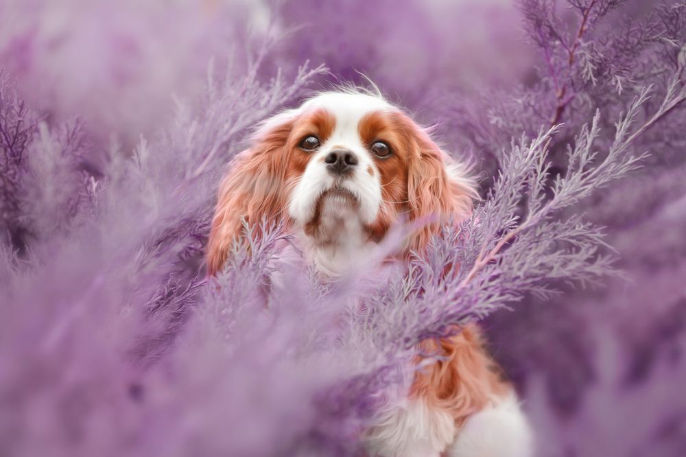 Photograph by Devon Rex